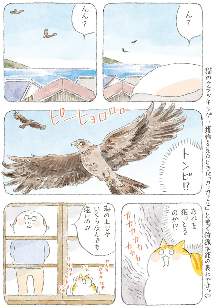『ねことじいちゃん12』 16341785.webp