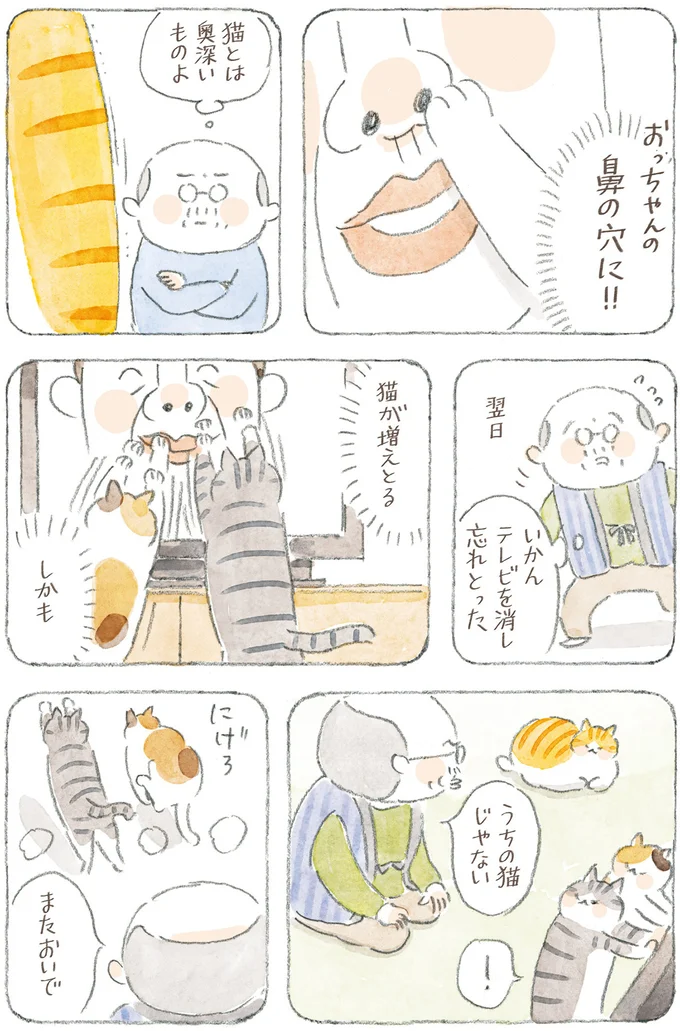 『ねことじいちゃん12』 16341789.webp