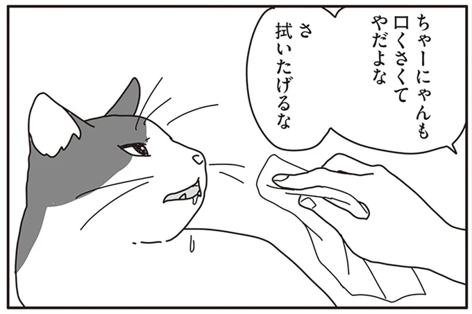余命3カ月の愛猫のために。夫婦で取り組んだ自宅での看病生活／世界一幸せな飼い主にしてくれた猫