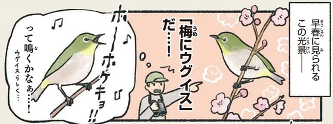 ホーホケキョとは鳴きません。誤解されやすいウグイス色の鳥／意外と知らない鳥の生活