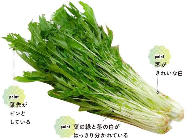 新鮮な「水菜」はパッケージを見れば分かる。理由を野菜の専門家が解説 13828496_615.jpg