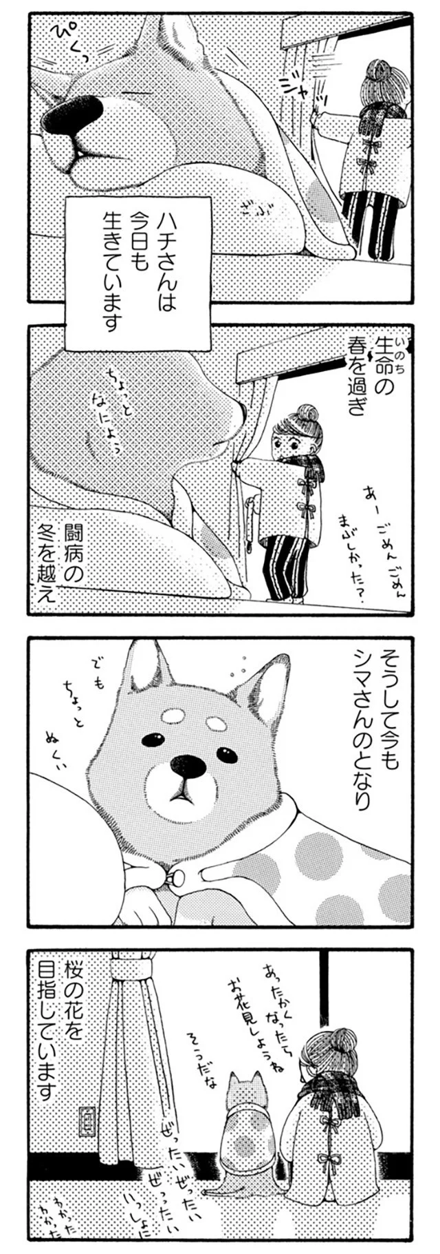『96歳の柴犬ハチさんは、今日もお散歩しています。』 26.webp