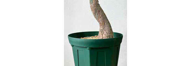 観葉植物のド定番「パキラ」の失敗しやすいポイント【くわしすぎる園芸店員が解説】 0602.jpg