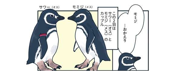 飼育員は見た!! 「帰宅すると目の前で...」恋の修羅場か!? ペンギンたちの愛の記録マンガ 29流血！すみだ水族館で恋の修羅場「下町ペンギン物語」第三話3.jpg