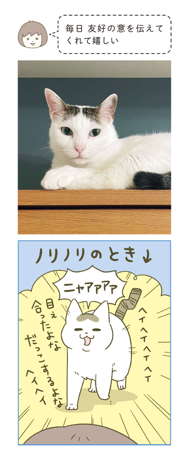 「猫がニコニコしてくれる」飼い主が最高にうれしくなる「この表情」／うちの猫がまた変なことしてる。6 12.jpg