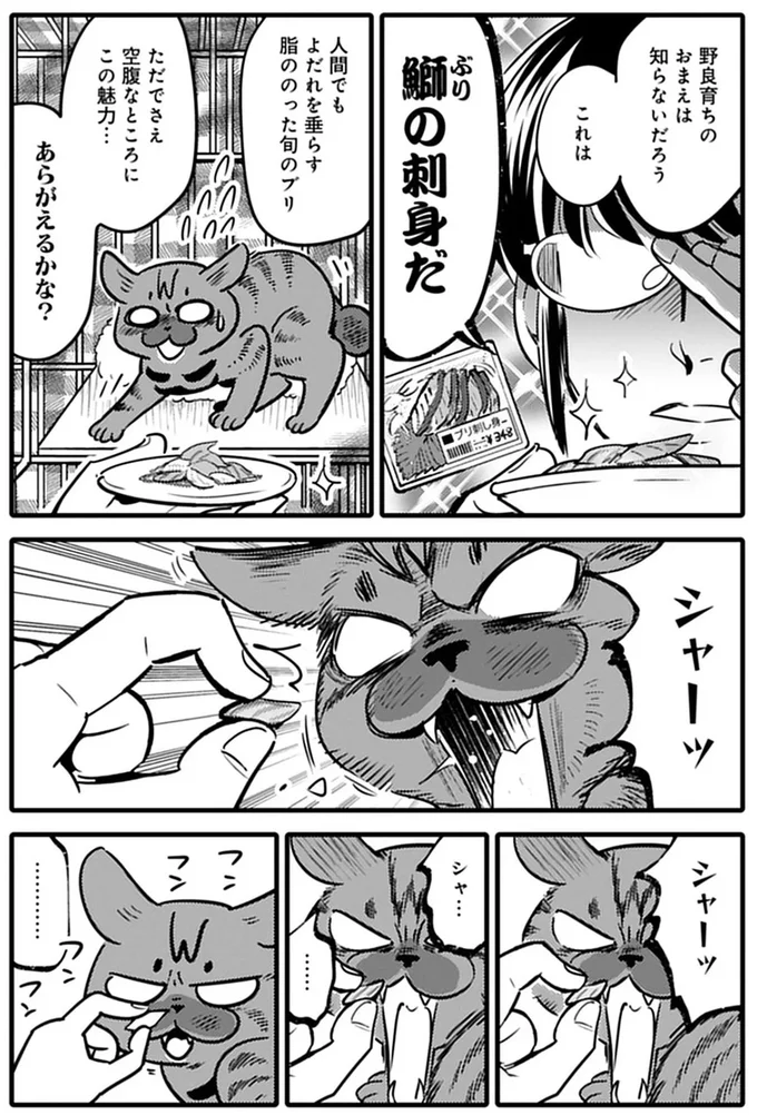 ご飯を拒否し続ける保護猫。見かねて刺身をあげてみたら...え？／ブリちゃん日記 15791745.webp
