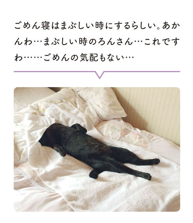 「思ってたんと違う！」猫を飼い始めたが...ごめん寝しないとか色々違う！／黒猫ろんと暮らしたら1 12.jpg