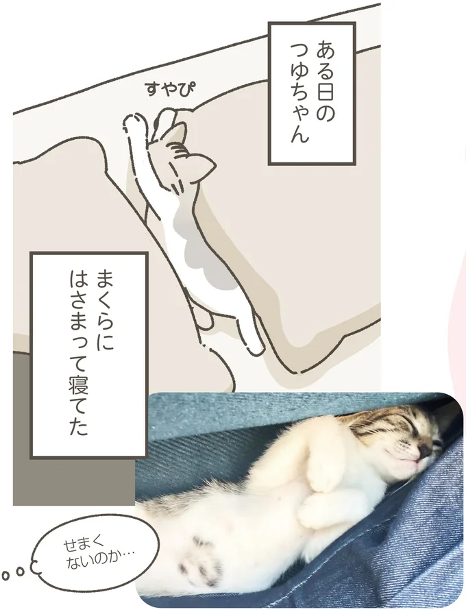 やっぱり隙間が好き？ 枕の間でスヤスヤの保護ねこちゃん／ねこのつゆちゃんのことで頭がいっぱいです 16124231.webp