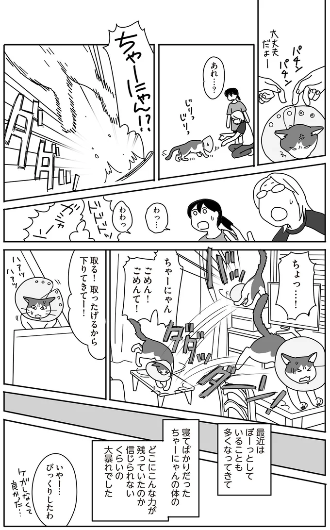 ガンに罹患した愛猫の看病。少しでも快適になるよう飼い主は懸命に...／世界一幸せな飼い主にしてくれた猫 16-05.png