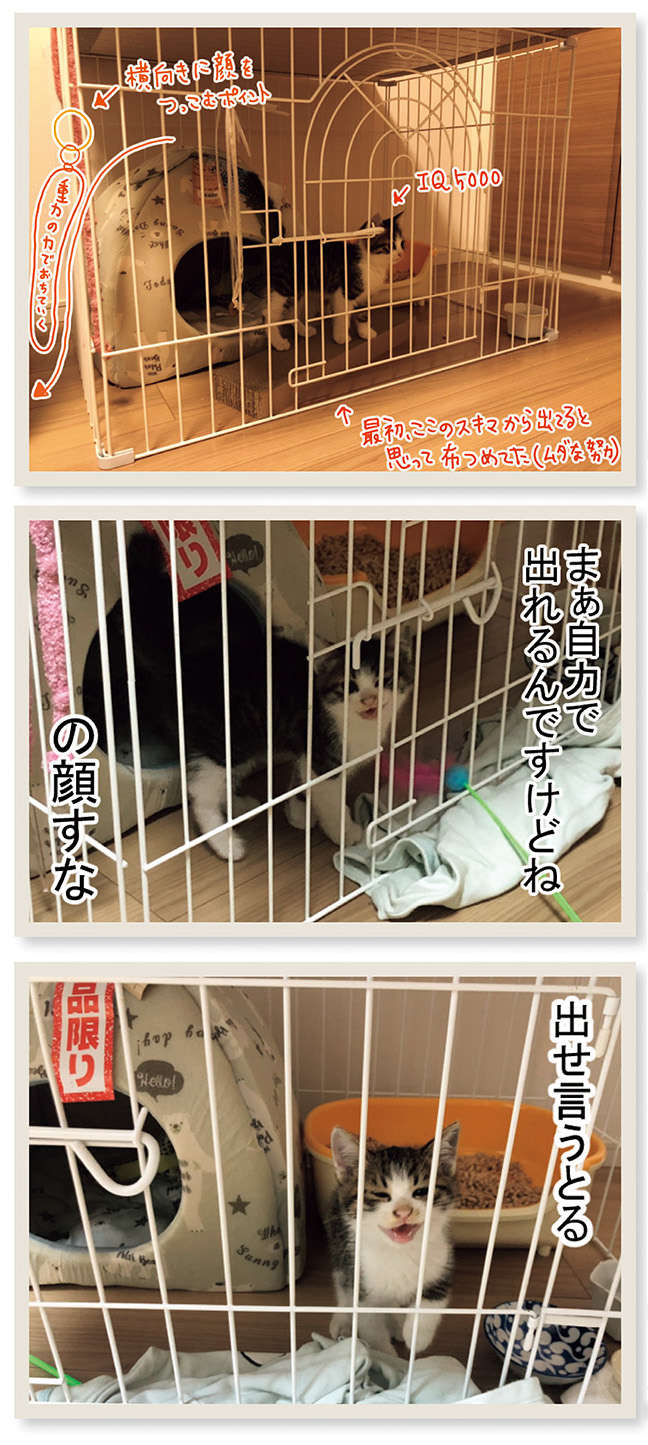 「何お前脱走してんだ」子猫が厳重なゲージから抜け出す「スゴ技」／まめきちまめこニートの日常 こまちとタビ 3 14.jpg