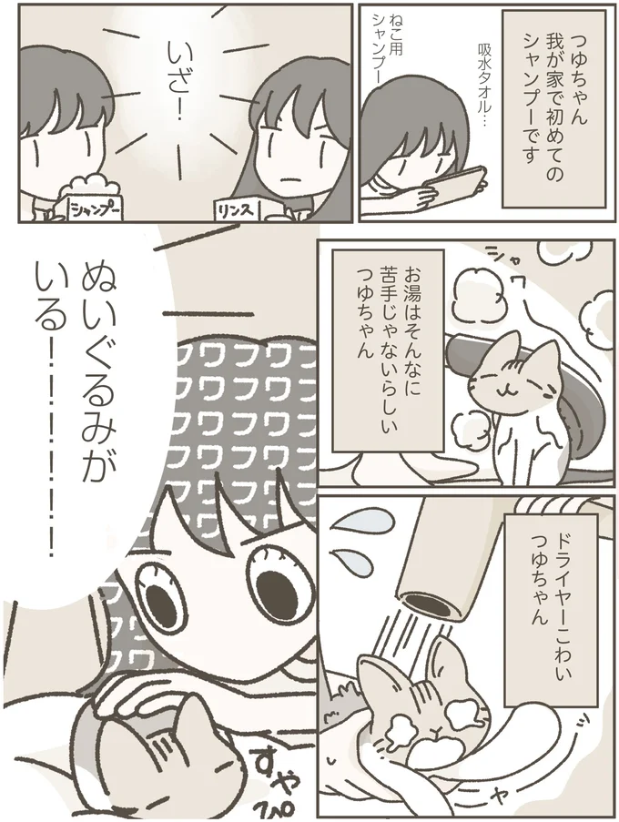 家に馴染んでくれた保護猫。初めてのシャンプーをしてみたら...／ねこのつゆちゃんのことで頭がいっぱいです 16124235.webp