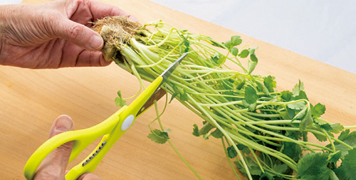 調理に使わない野菜の根っこや小枝で自家製の苗ができる！ 100円ショップでそろえて「プランター菜園」 2104_P049_04_W500-rgb.jpg