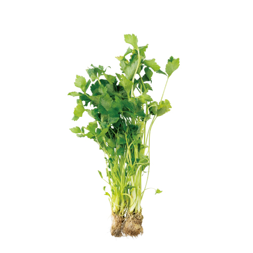 調理に使わない野菜の根っこや小枝で自家製の苗ができる！ 100円ショップでそろえて「プランター菜園」 2104_P049_13_W500.jpg