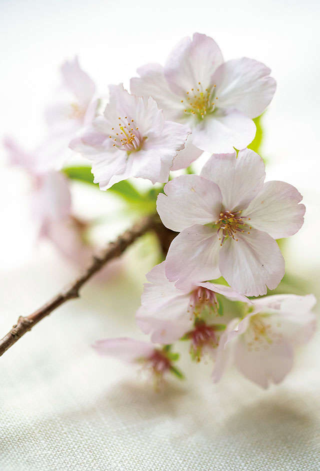 一重はひらひら、八重はふっくら。今日は、桜尽くし／暮らしの晴れ間 2204_P003_01.jpg