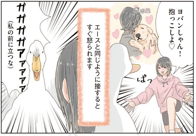 尊重するって大切。アヒルと暮らす愛犬から教わったこと／エースくんとヨバンさん