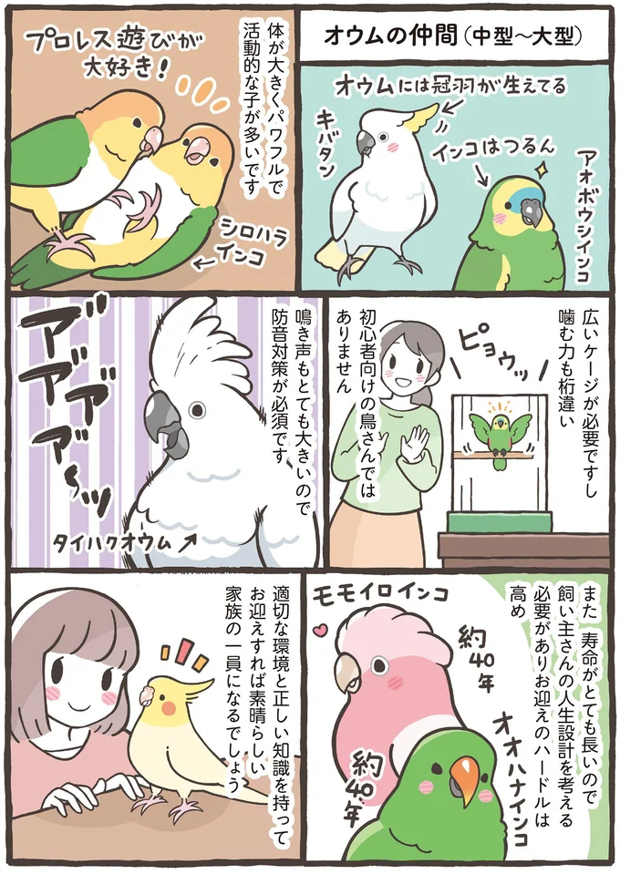 家族に迎えるのはどの鳥がいい？ 大きさだけでなく性格もさまざま／トリ扱い説明書 37.png