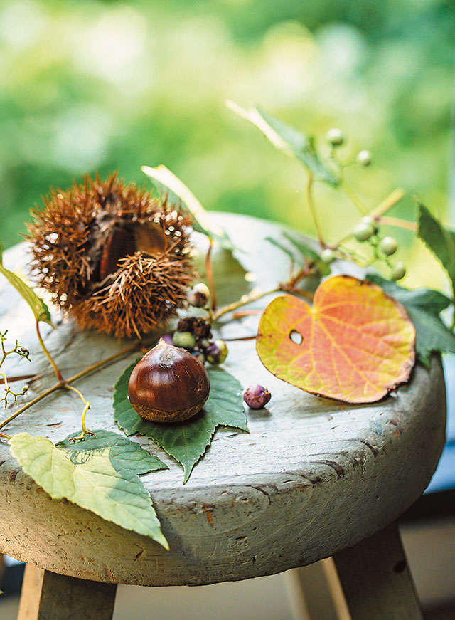 人気ガーデナー・水谷昭美さんの暮らしを拝見「秋の庭は賑やかです」