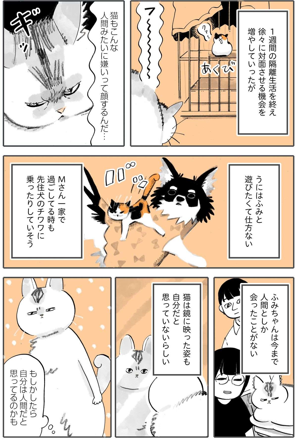 「きゃわああ！」新しく迎えた赤ちゃん猫。先住猫との初対面は最悪の結果に!? ／うちの猫は仲が悪い 235b1a1bb806a5ccce26a0c01b15804c.jpg