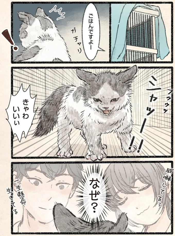 『今日もネコ様の圧が強い2』 101.webp