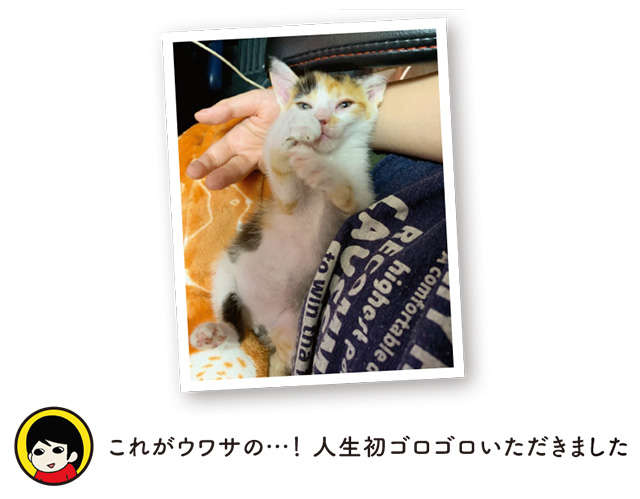 ボロボロだった子猫が回復。ヘトヘトになったけど嬉しかったのは...ウワサのコレ！／うちう猫と柴犬 uchiuneko_p21-3.jpg