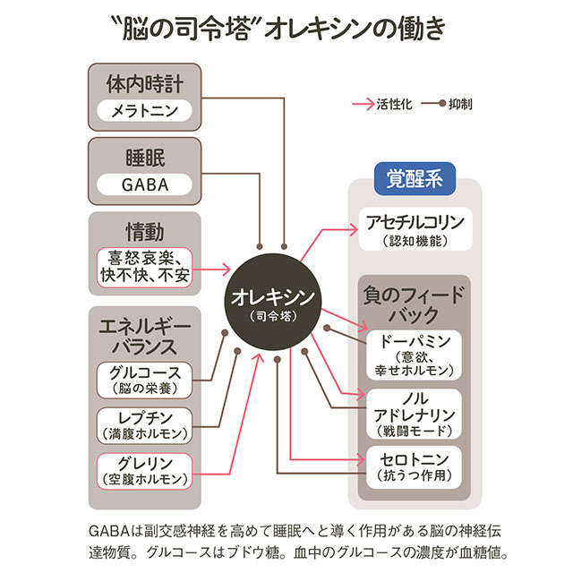 アルツハイマー型認知症の予防に！脳の掃除につながる「睡眠」【脳神経外科医の奥村歩先生が解説】 2402_P026-027_02.jpg