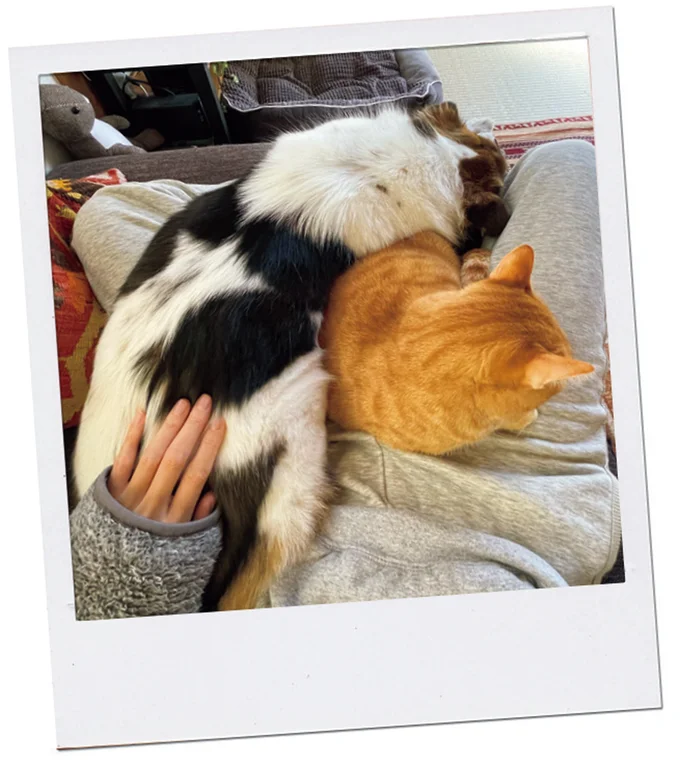 『ターとアグのしあわせ日和 元ノラ猫と元保護犬、ふたりは親友』 09-06.png