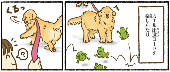 愛犬のレトリバーとびっきりの笑顔だけど...雨の日の散歩は超大変／今日もゴールデンレトリバーに癒されて 15712395.webp