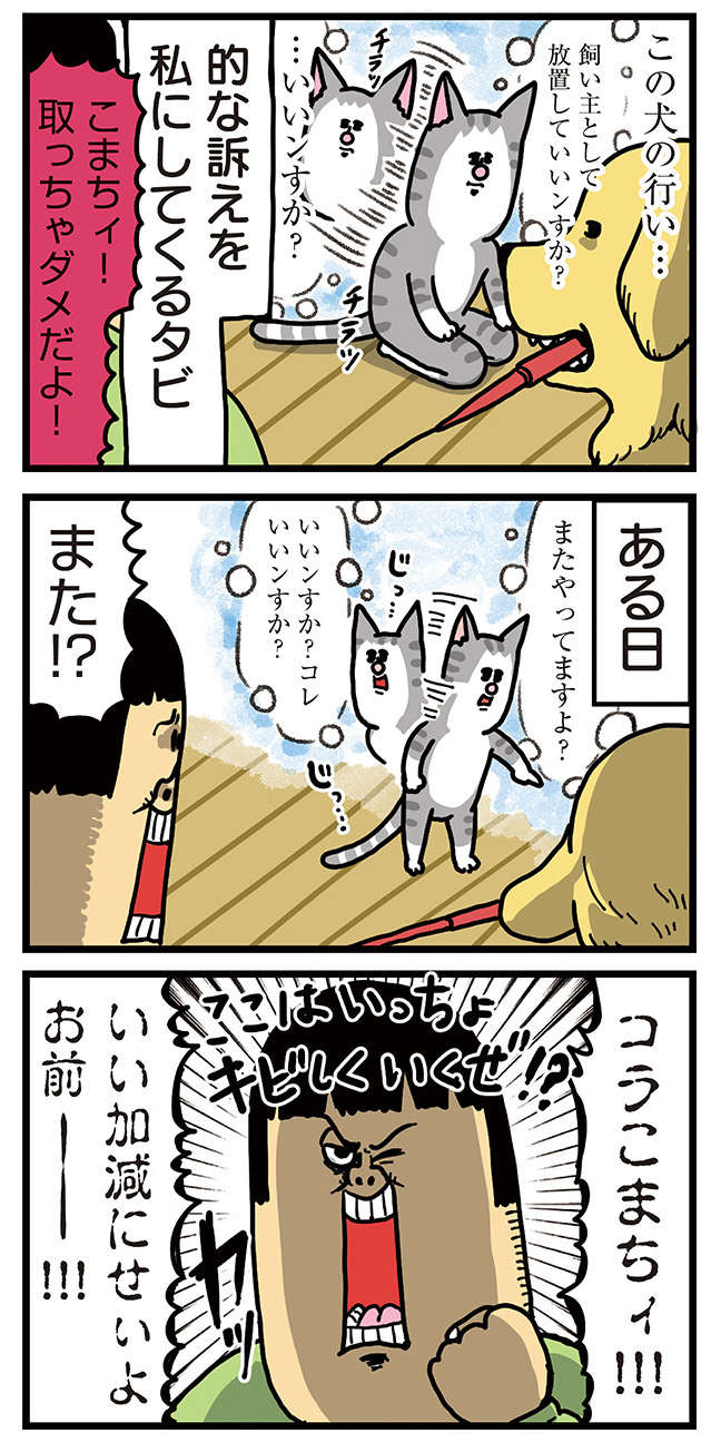 「...いいんスか？」犬におもちゃを奪われると飼い主にチクる猫。ある日...／まめきちまめこニートの日常 こまちとタビ 2 11.jpg