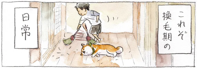 換毛期の柴犬。掃除する父vs毛を増産する柴犬の日常／柴犬ぽんちゃん、今日もわが道を行く２