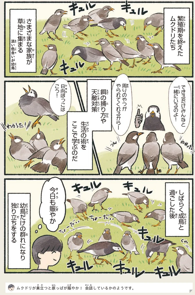 『意外と知らない鳥の生活 1〜2』 81.webp