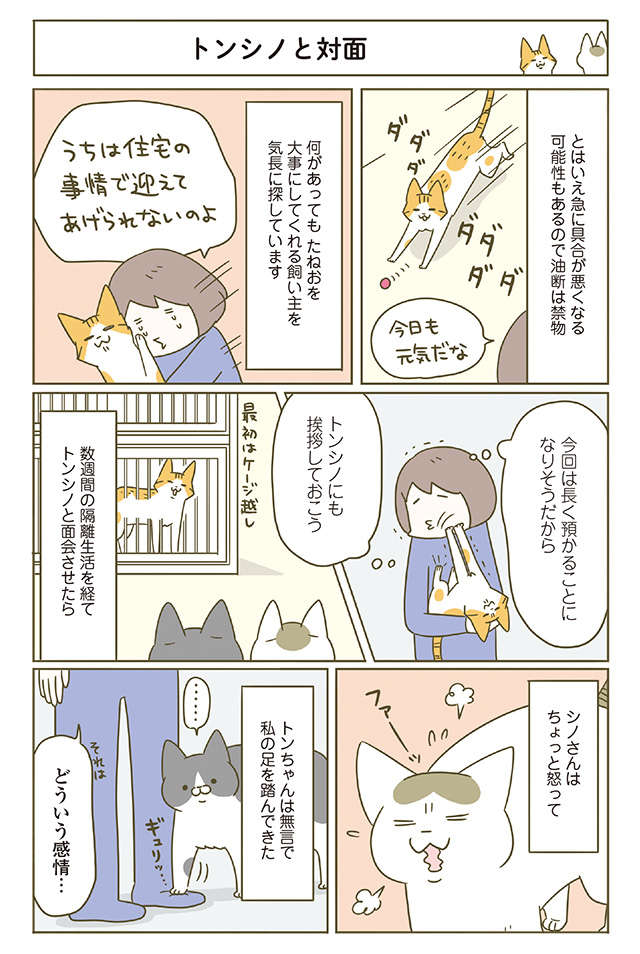 預かり猫が我が家へ！ 先住猫たちは...「どういう感情？」／うちの猫がまた変なことしてる。4 11.jpg