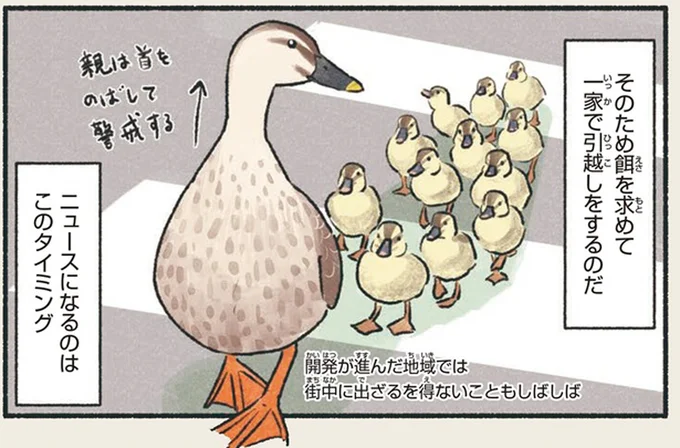 「笑っちゃうぐらい男が子育てに無関心」。カルガモの育児って...そうなの!?／意外と知らない鳥の生活