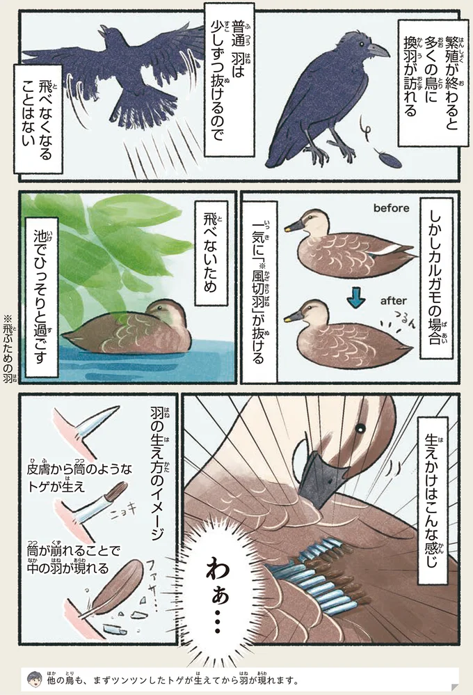 『意外と知らない鳥の生活 1〜2』 281.webp