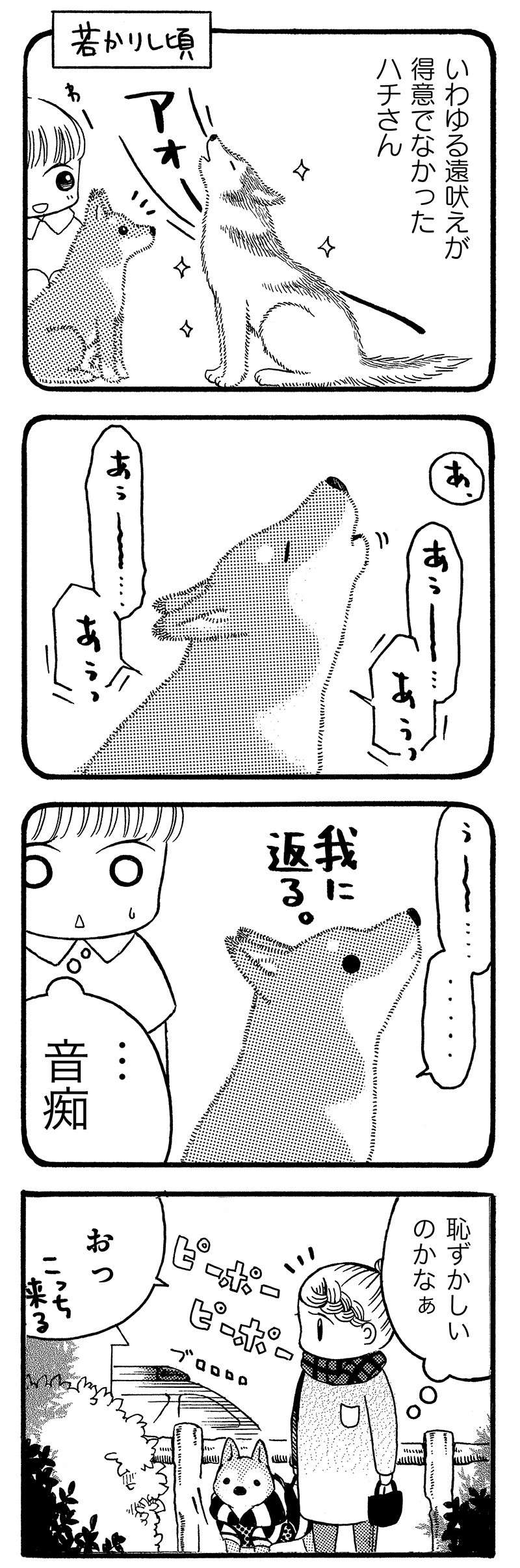 犬は歌うのか。おじいちゃん柴犬の場合...照れ顔がかわいい！／じじ柴ハチさん 3.jpg