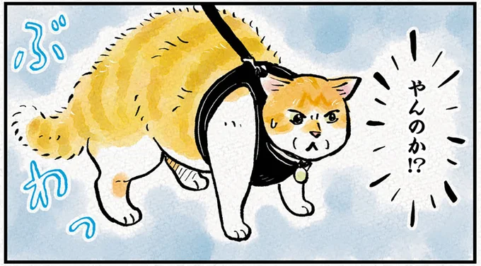 ご機嫌に散歩中の「猫武将」。「やんのか」とポーズをとった相手は...ん?/元野良猫チャチャ 本日も見まわり中