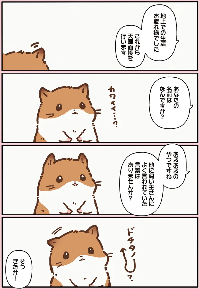 名前は「カワイイ...?」召されたハムスターが受ける天国面接/ひまちゃんと天国の面接 11.webp