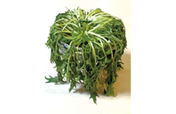 「水菜」は自宅で育てる！たくさん収穫するための「プラカップ」を使った栽培方法を紹介 chapter-1-プラカップ_0124-7-4.jpg