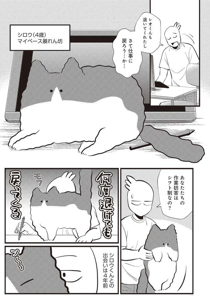 保護猫から家族に...「私が飼う運命」と感じた我が家の猫／レオとシロウのドタバタ猫日記 reo1_7.jpeg