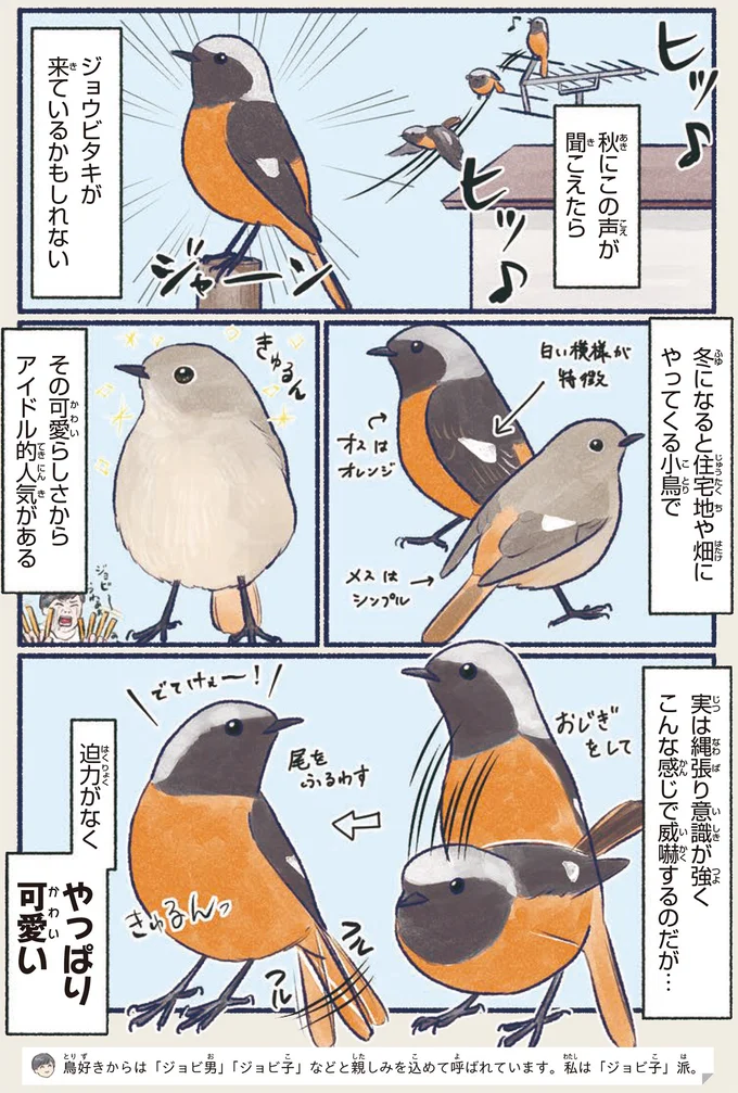 バチバチに争ってる...かわいい顔して気が強い「鳥界のアイドル」／意外と知らない鳥の生活 1.png