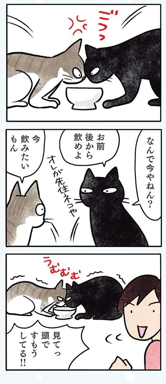 うちの猫2匹の微妙な「距離感」。仲がいいのか悪いのか／黒猫ナノとキジシロ猫きなこ kuroneko_nano13-2.jpg