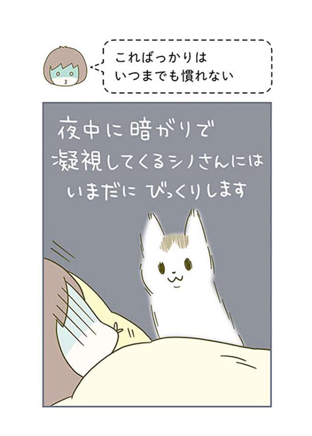 「ほんとに怖いからやめて」猫にまつわる怖い話／うちの猫がまた変なことしてる。2 12.jpg