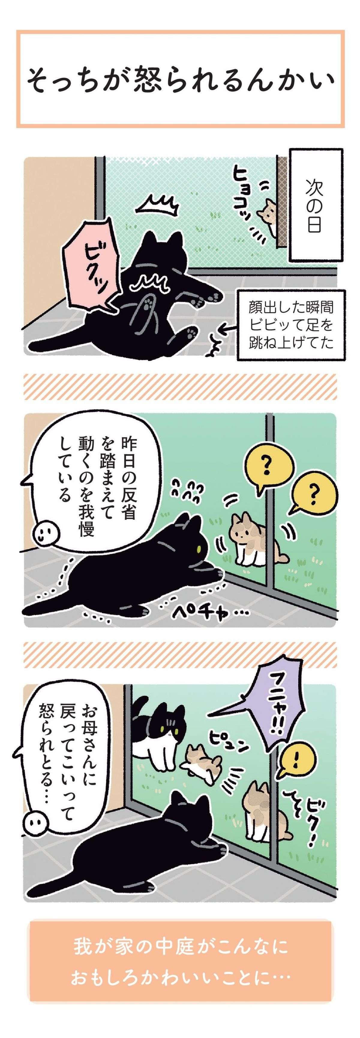 うちの猫が、子猫を見て大興奮。その喜びと気遣いが愛おしすぎて／黒猫ろんと暮らしたら 14.jpg