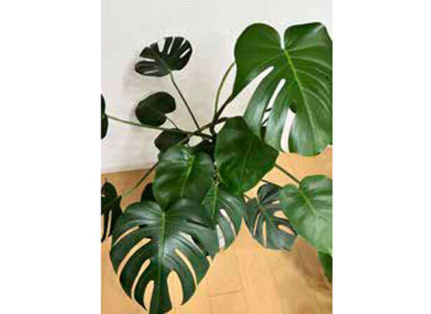 「観葉植物をすぐ枯らす」人にもオススメ！はじめてお迎えするのにおすすめの植物 世界一たのしい観葉植物教室_確認用-7-1.jpg