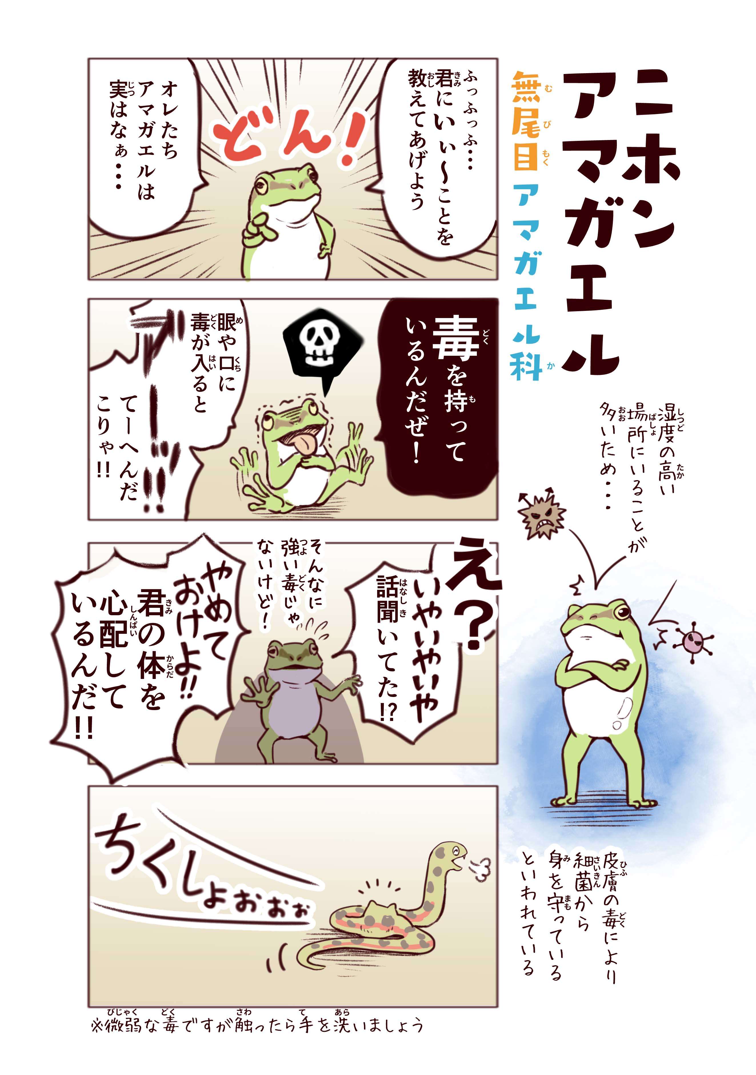 カルガモの名前の由来。「軽いから」じゃなく「軽池」にいたから!?／わいるどらいふっ！ p23_ニホンアマガエル.jpg