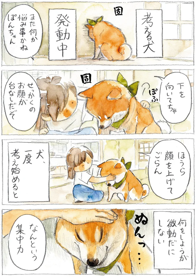 テコでも動かない柴犬。「考え」モードに入ったら...／柴犬ぽんちゃん、今日もわが道を行く２ 03-01.png