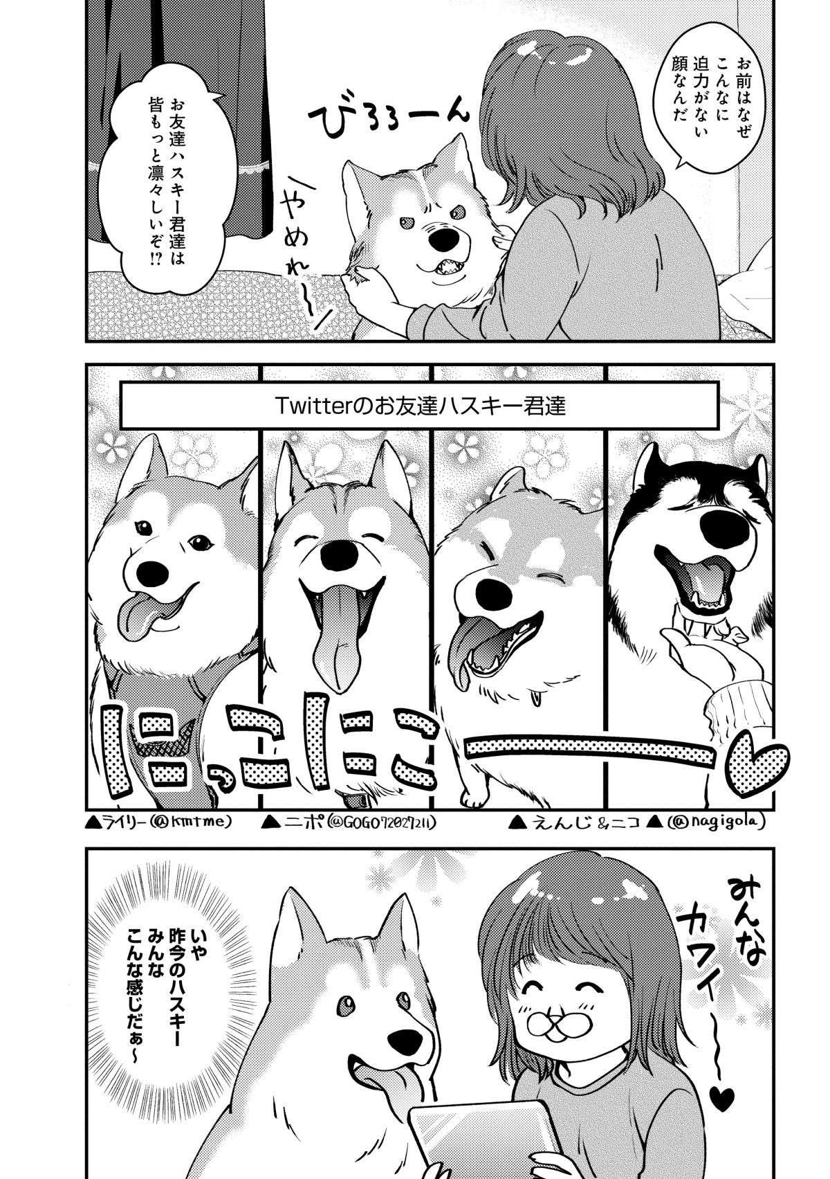 ハスキー犬といえばコワモテなイメージ。だけど我が家の愛犬はだいぶ違う!? ／猫とハスキーとハマジ1 2.jpg