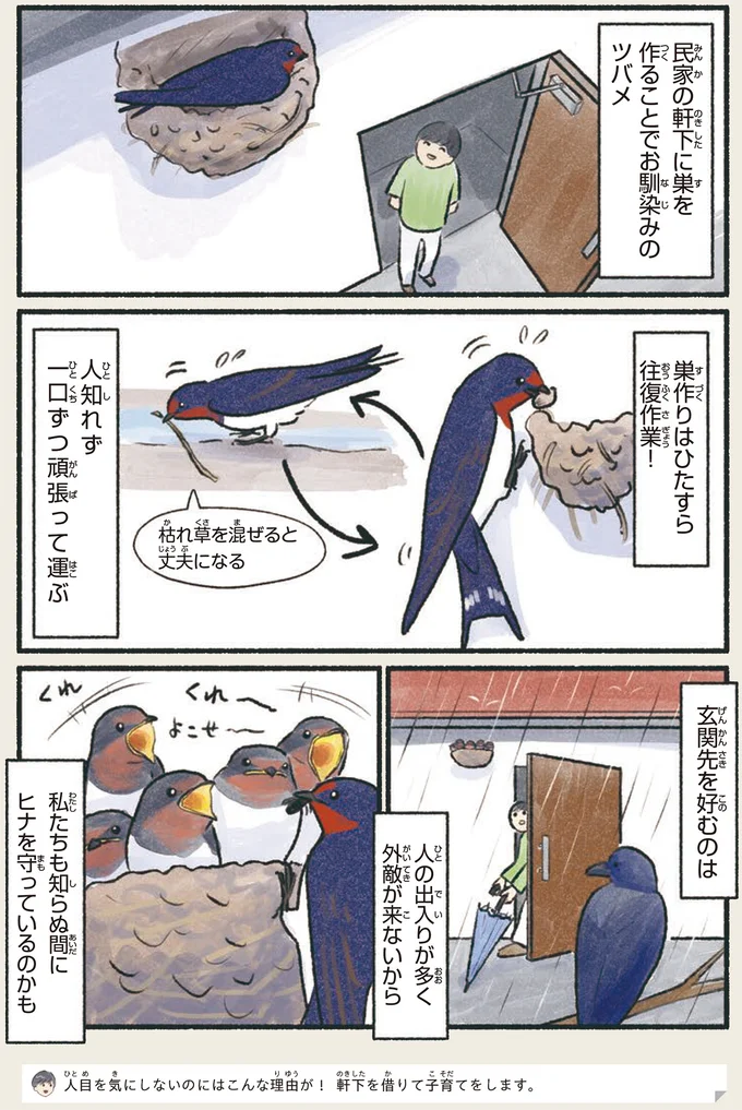 『意外と知らない鳥の生活 1〜2』 162.webp