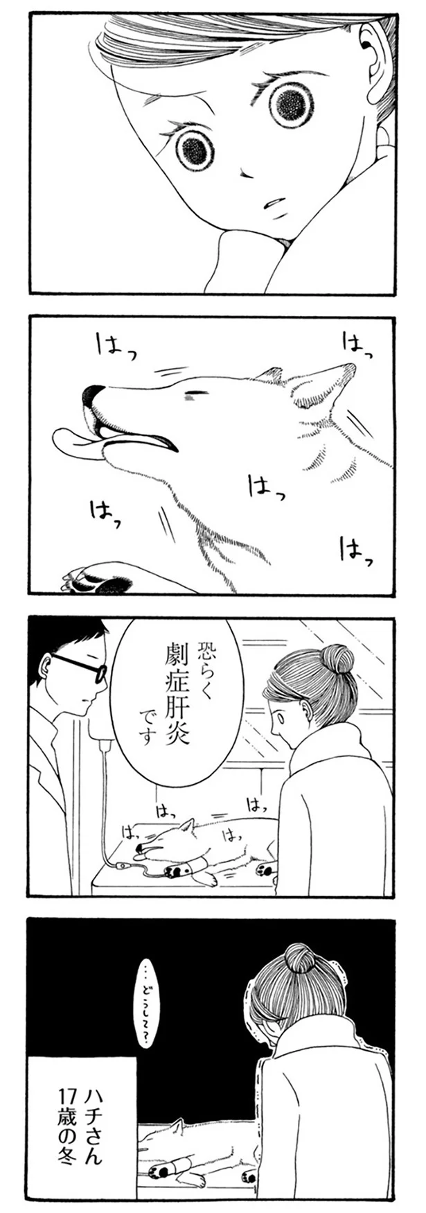 『96歳の柴犬ハチさんは、今日もお散歩しています。』 14.webp