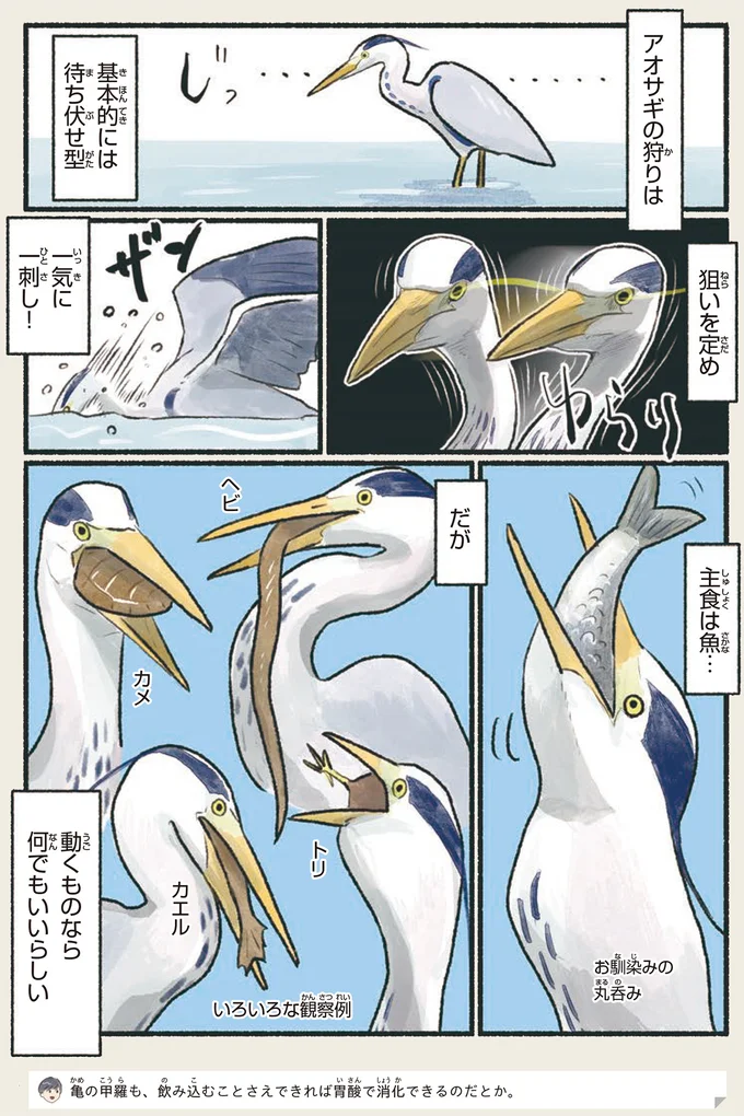 『意外と知らない鳥の生活 1〜2』 242.webp