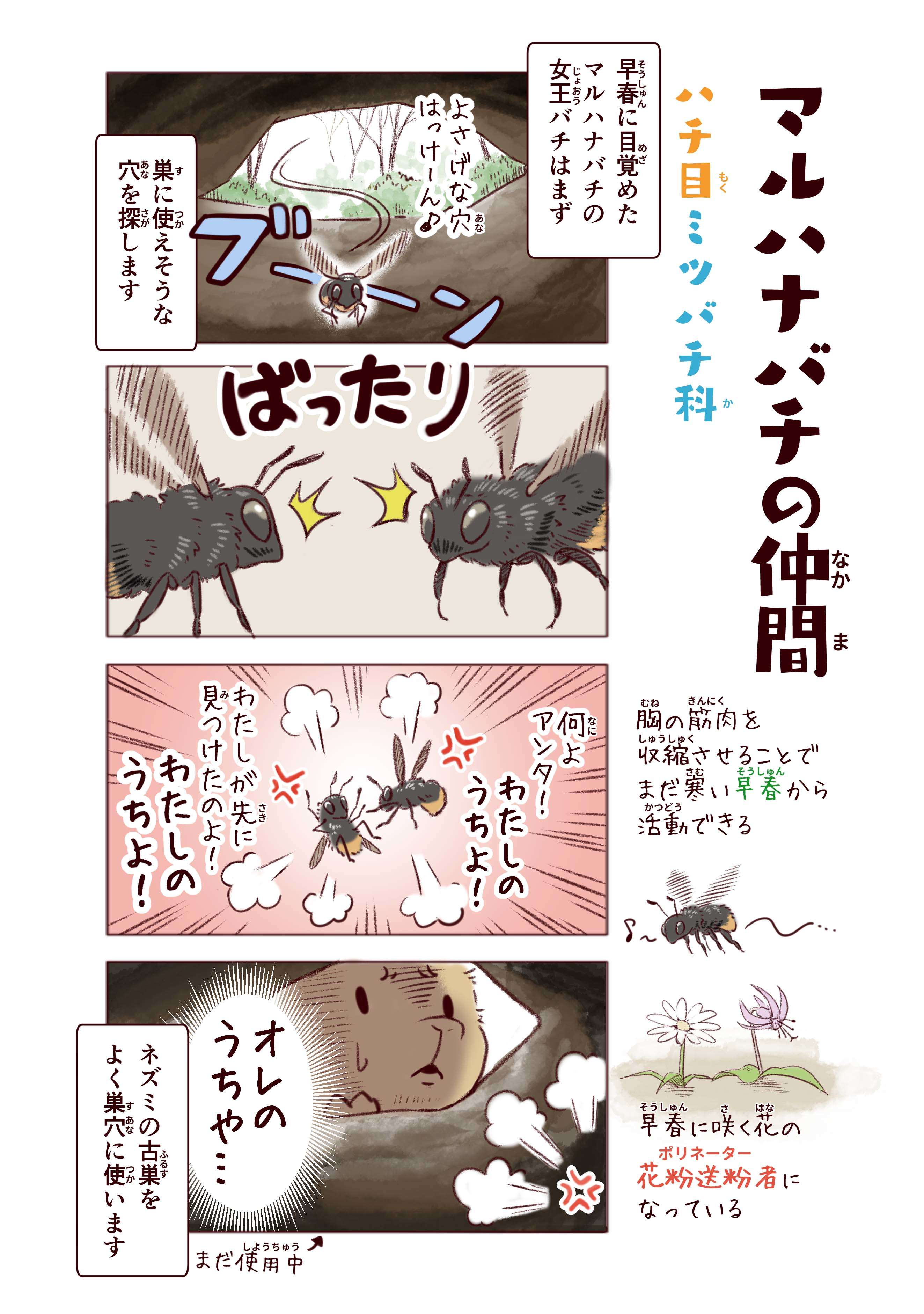 絶滅危惧種「ギフチョウ」は、雨にも風にも負けず1年間サナギで過ごす！ ／わいるどらいふっ！ p9_マルハナバチ.jpg